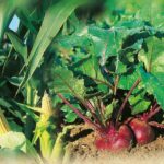 Légumes dans la terre au jardin