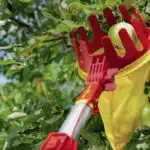 cueille fruits
