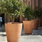 Pots en terre avec arbustes