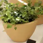 Pot en terre avec plante verte