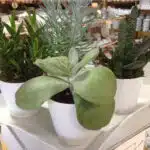 cache pot-porcelaine Carpenet