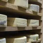 Plusieurs fromages sur des étagères