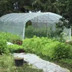 Serre abri à tomates