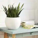 Pot de fleur d'intérieur sur bureau