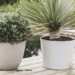 Pots de fleurs en extérieur au bord d'un bassin
