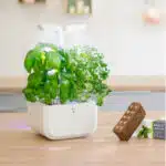 Potager d'intérieur pour Basilic