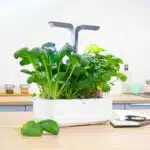 Potager d'intérieur connecté