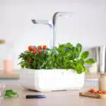 Potager d'intérieur-petit sur plan de cuisine