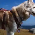 Chien vu de profil avec harnais rouge.