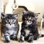 Jouets pour chats, 2 chattons gris