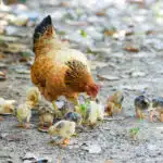 poule avec poussins