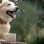 un savon posé sur une peirre, un chien blanc en arrière