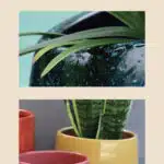 2 photos de pots de fleurs et plantes
