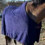 un horsecup bleu sur un cheval vu de face